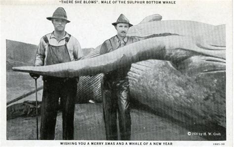 penis de baleine bleu|À quoi ressemble le pénis dune baleine